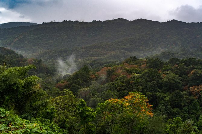 Rainforest Tour - Why Tobago’s Main Ridge matters