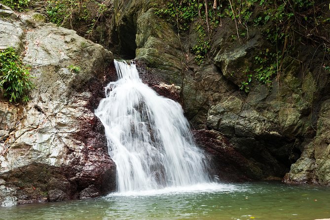 Rainforest Tour - Walking through the rainforest for three hours