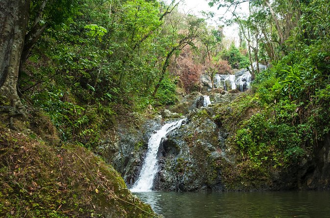 Rainforest Tour - The guide adds the meaning behind the plants