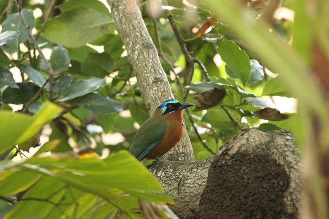 Rainforest Tour - Timing, weather, and what to bring