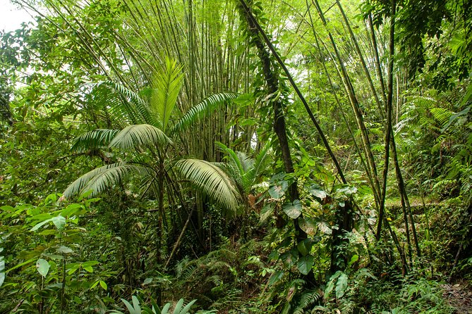 Rainforest Tour - A small group makes the walk more personal