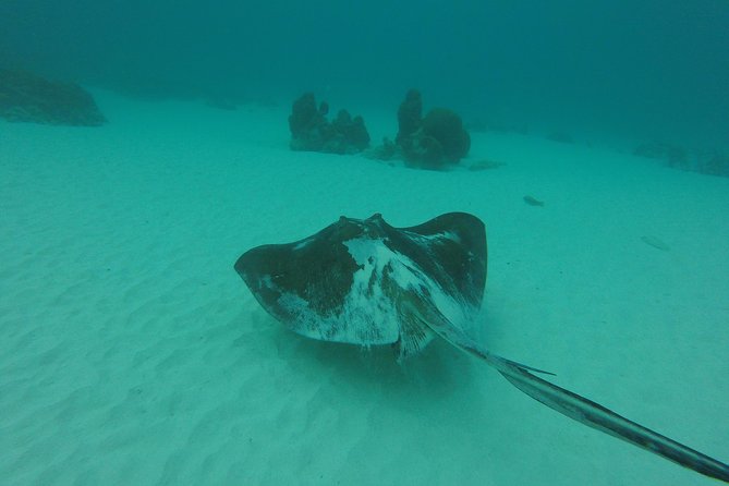 Snorkeling Tour (with Light Refreshments) - Why Buccoo Reef makes a good half-day outing