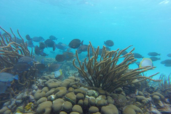 Snorkeling Tour (with Light Refreshments) - Wildlife encounters at Buccoo Reef