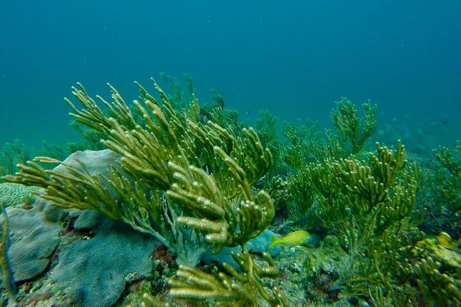 Snorkeling Tour (with Light Refreshments) - Captain Bruce and the feel of the trip