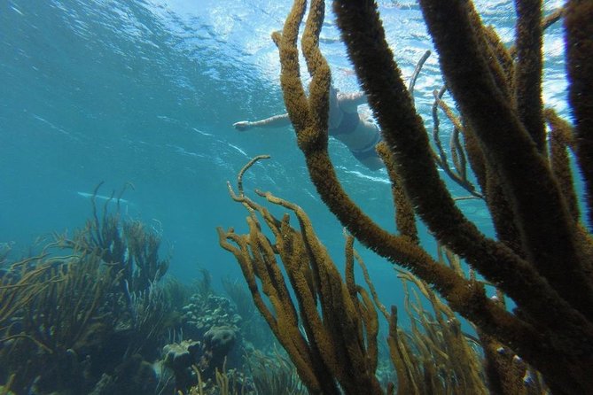 Snorkeling Tour (with Light Refreshments) - Leaving Buccoo Road by speedboat