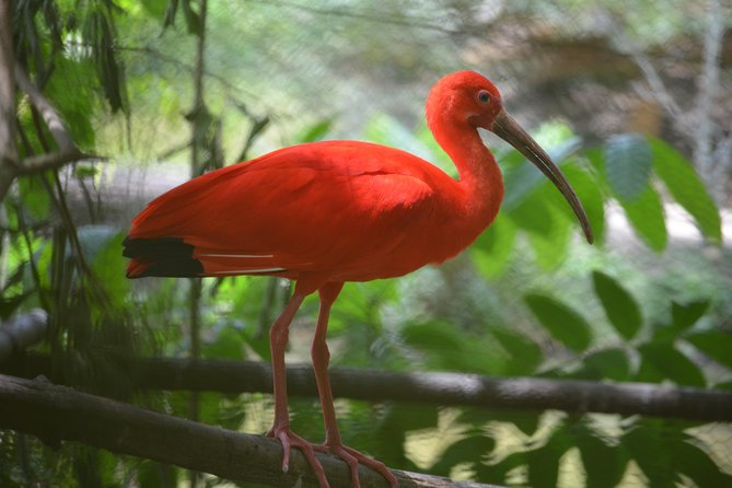 Sunset Boat Tour into Caroni Wetlands - Key points to know before you book