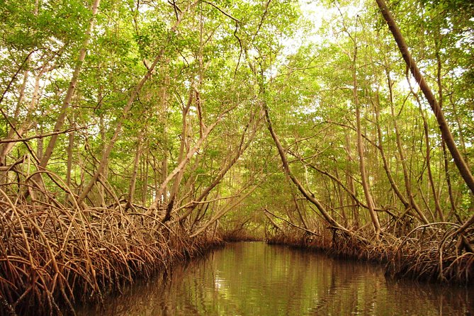 Sunset Boat Tour into Caroni Wetlands - Why Caroni Wetlands is worth your afternoon