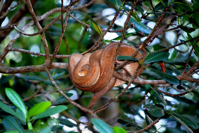 Sunset Boat Tour into Caroni Wetlands - Mangrove channels, lagoons, and the slow search for wildlife