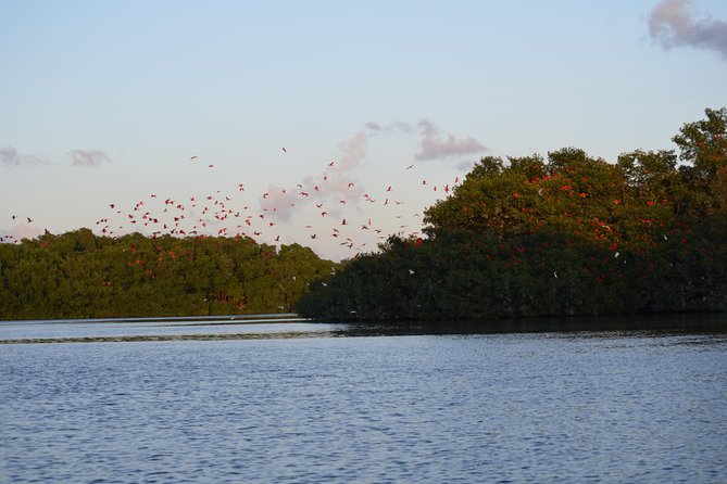 Sunset Boat Tour into Caroni Wetlands - The Scarlet Ibis sunset spectacle
