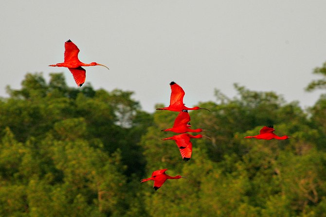 Sunset Boat Tour into Caroni Wetlands - What the guides add to the experience