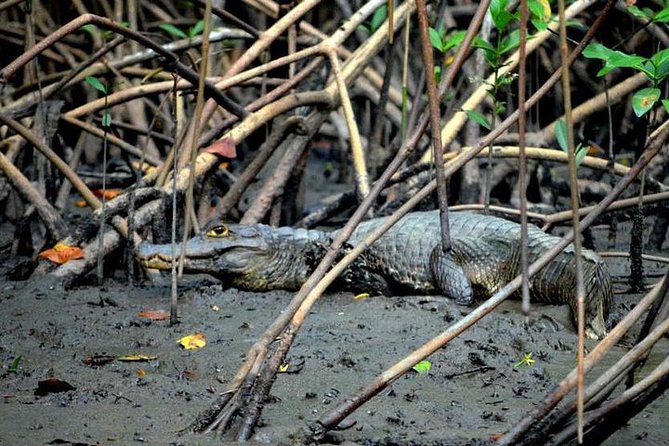 Sunset Boat Tour into Caroni Wetlands - Weather, mosquitoes, and the patience factor