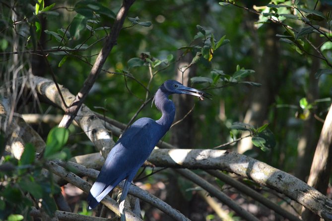Sunset Boat Tour into Caroni Wetlands - Is the $67 price good value?