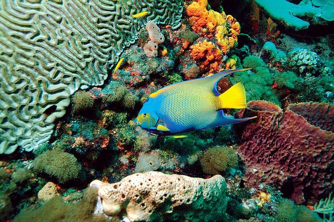 Tobago Buccoo Reef Glass Bottom Boat Cruise and Island Sightseeing Tour - Fort King George starts the island story