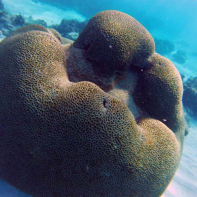 Tobago: Coral Reef Boat Tour with BBQ and Transfer - No Man’s Land brings the BBQ and rum punch