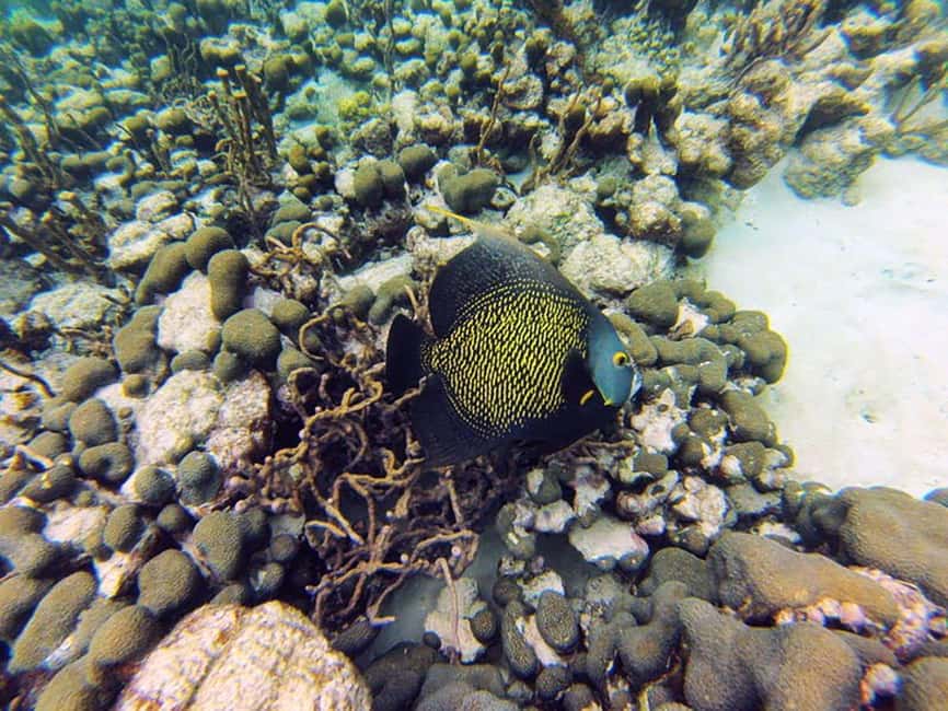 Tobago: Coral Reef Boat Tour with BBQ and Transfer - Transfers, timing, and the day’s practical rhythm
