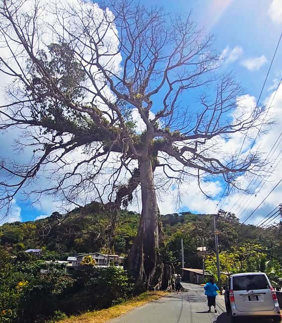 Tobago: Half Day Atlantic Coast Tour with Transfer - Booking Details and Cancellation