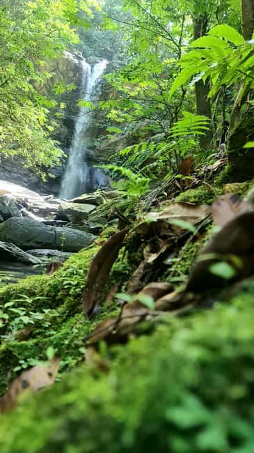 Trinidad: Avocat Waterfall and Maracas Bay Beach Tour - Why This Tour Works For A North Coast Day
