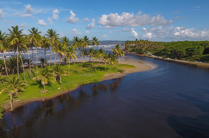 Trinidad Island Circle Tour with Pickup - Manzanilla: coconut trees, mangroves, and turtles