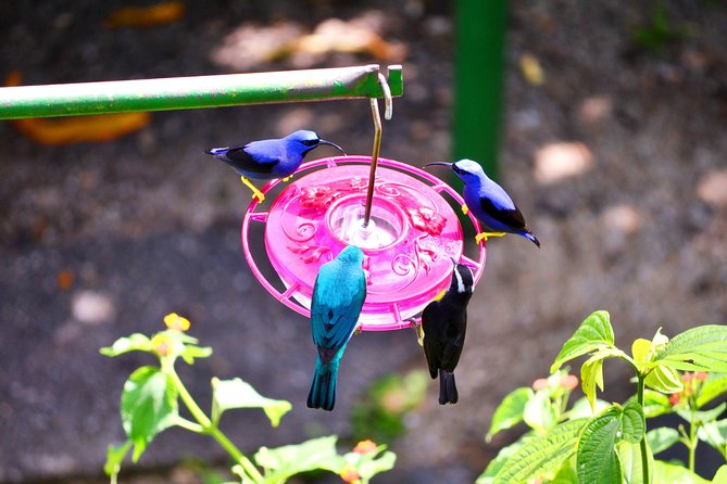 Trinidad Nature and Asa Wright Center Full-Day Tour from Port of Spain - What you may see on the rainforest walk