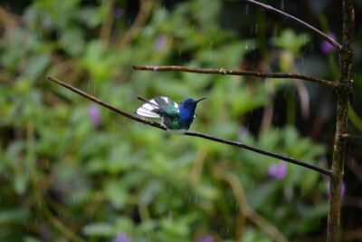 Trinidad Nature and Asa Wright Center Full-Day Tour from Port of Spain