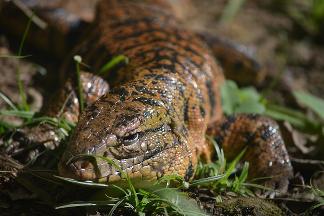 Trinidad Nature and Asa Wright Center Full-Day Tour from Port of Spain - The 30-minute natural pool stop