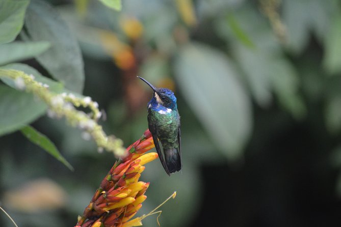 Trinidad Nature and Asa Wright Center Full-Day Tour from Port of Spain - The possible Arima market visit