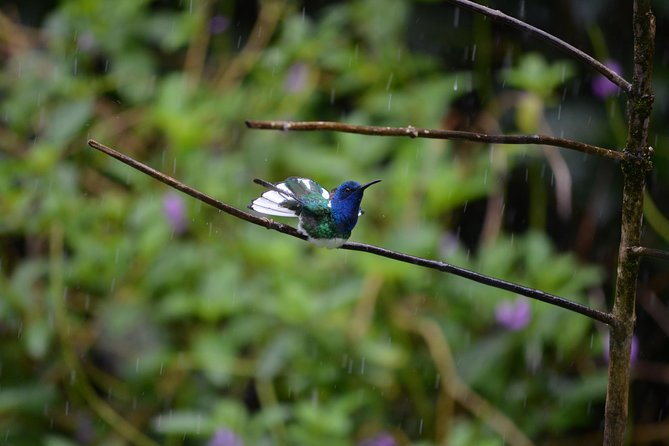 Trinidad Nature and Asa Wright Center Full-Day Tour from Port of Spain - The Arima Valley and Asa Wright Nature Center