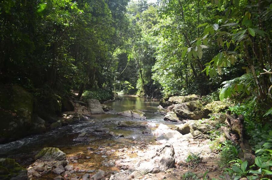 Trinidad: Rainforest Hike to Avocat Waterfall - Why this Trinidad day trip is more than a waterfall visit