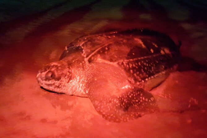Turtle Watching - Why Tobago Turtle Watching Feels Different