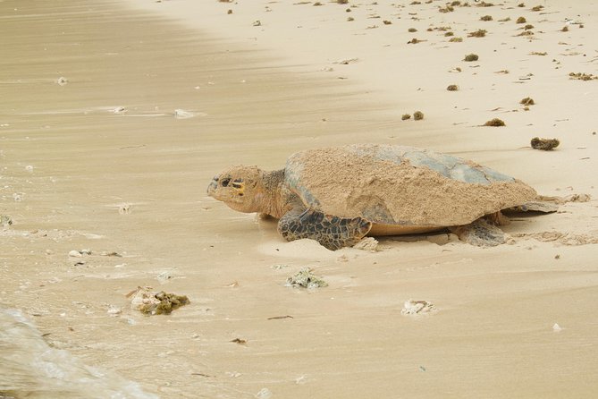 Turtle Watching - Watching a Leatherback Build Its Nest