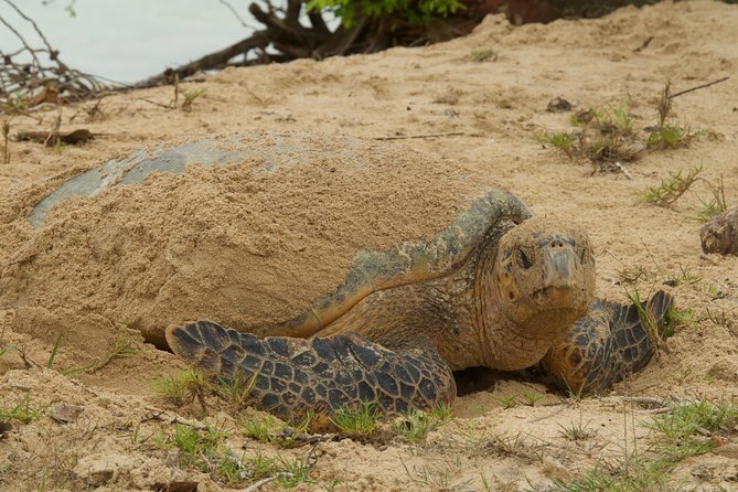 Turtle Watching - How Long Should You Allow?