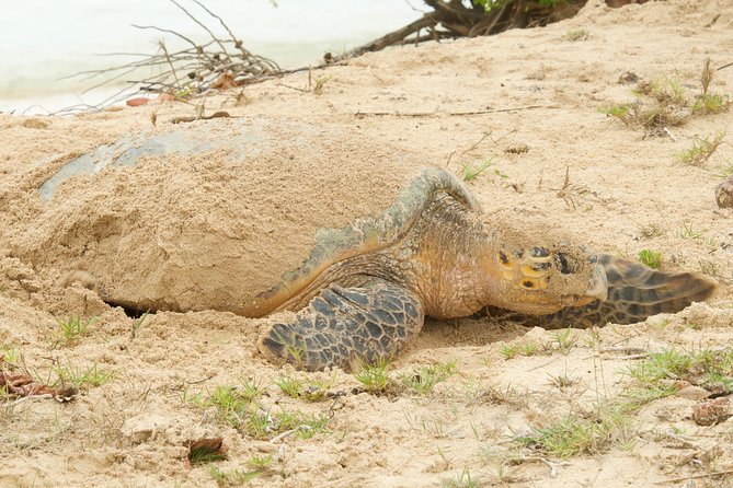 Turtle Watching - Is $80 a Fair Price?