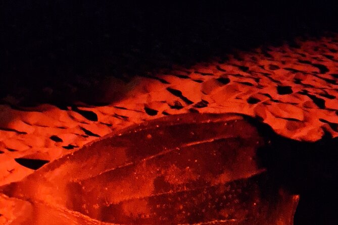 Turtle Watching - Practical Booking Advice for Fish Tobago Tours