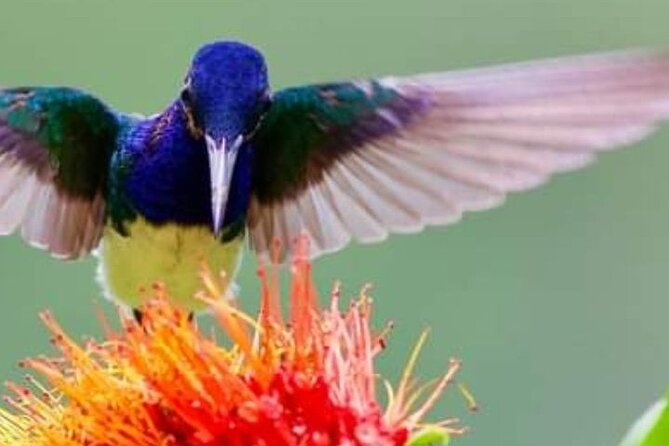 Yerette Home of the Hummingbird - Key points to know before you book