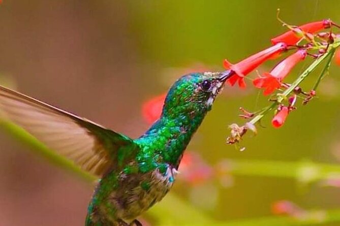 Yerette Home of the Hummingbird - Arriving at a private hummingbird garden