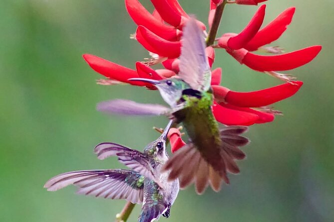 Yerette Home of the Hummingbird - Seeing up to 14 hummingbird species