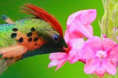 Yerette Home of the Hummingbird