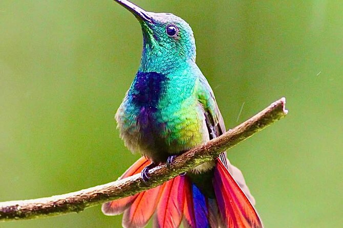 Yerette Home of the Hummingbird - Breakfast, lunch, or afternoon tea