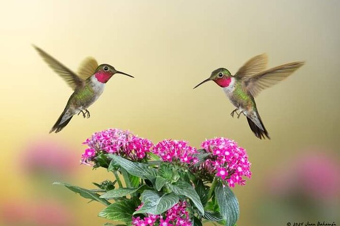 Yerette Home of the Hummingbird - Pickup, private transport, and group size