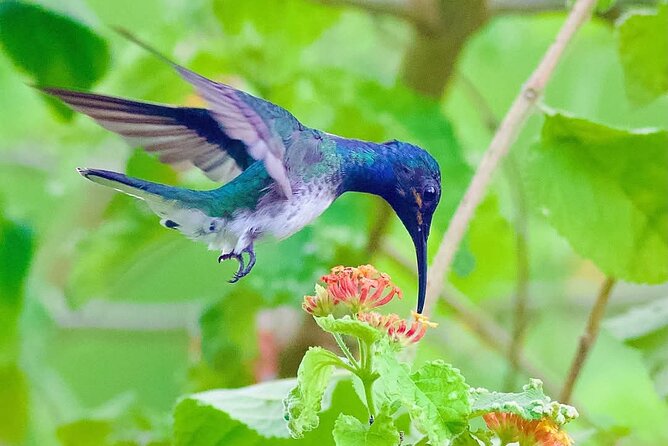 Yerette Home of the Hummingbird - How much value does Yerette offer?