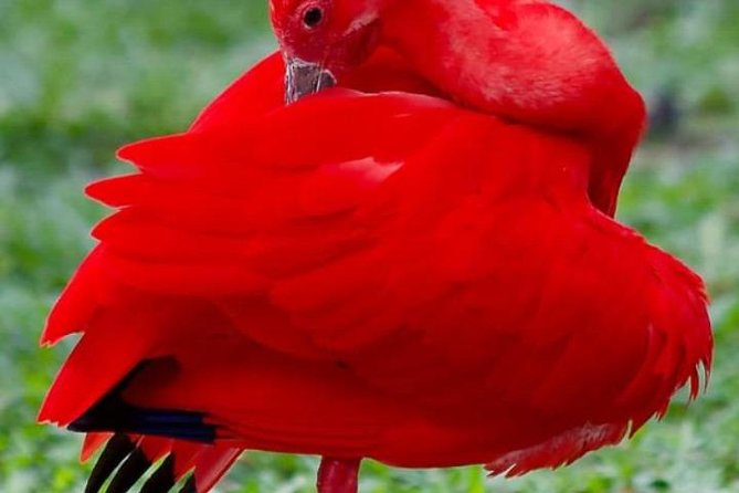 Yerette Home of the Hummingbird and Caroni Wildlife Tour - Key points to know before booking