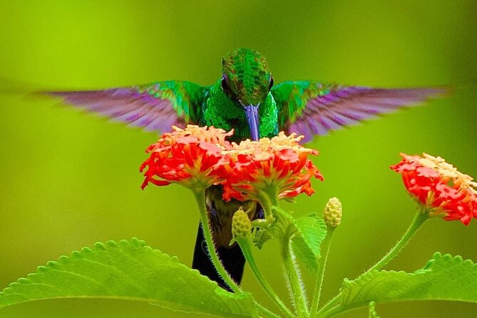 Yerette Home of the Hummingbird and Caroni Wildlife Tour - Yerette’s hummingbirds and garden setting