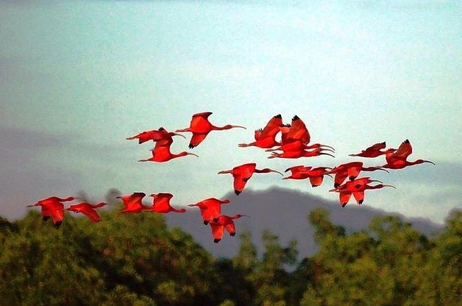 Yerette Home of the Hummingbird and Caroni Wildlife Tour - Why the private format matters