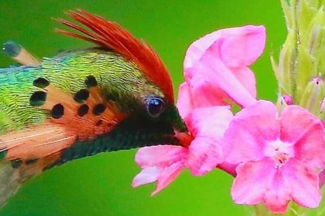 Yerette Home of the Hummingbird - What the three-hour visit feels like